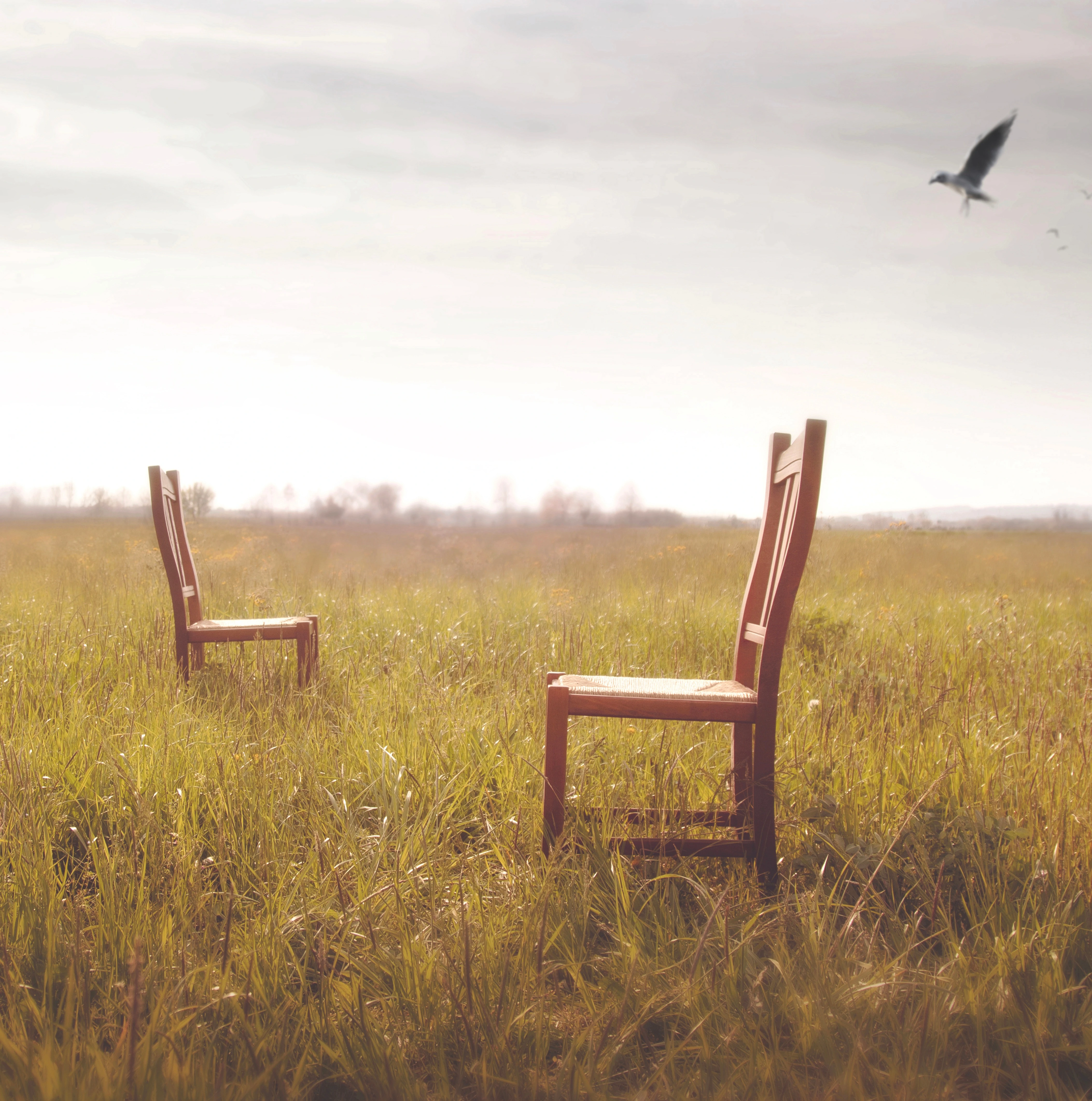 An image of two wooden chairs facing each other in a field. There is a bird flying in the background.